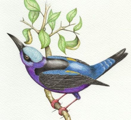 The Black and Blue Creeper - Cyanerpes cyaneus - цветочница синяя